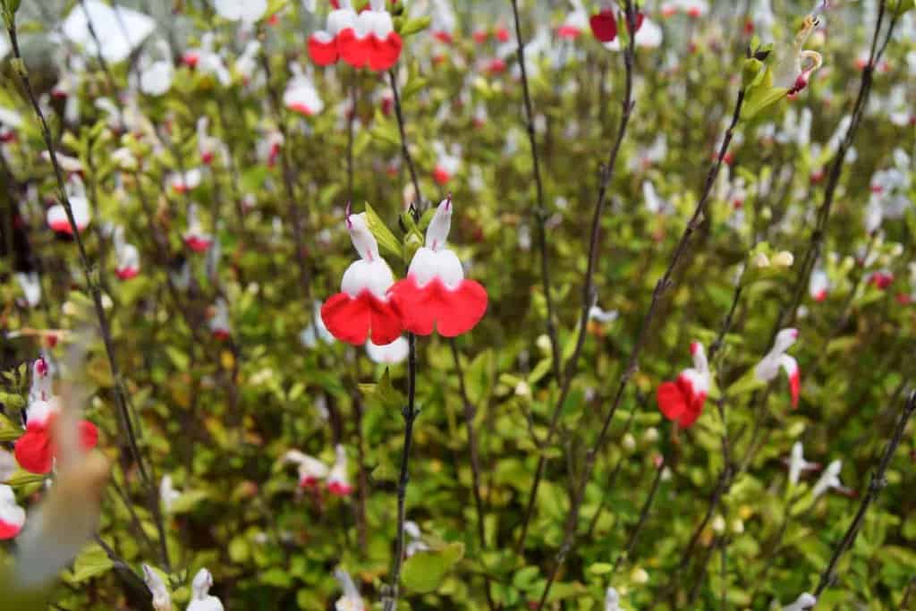 Salvia x jamensis 'Hot Lips' ---